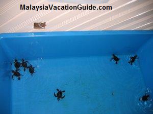 Cherating Turtle Sanctuary Hatchlings Programme