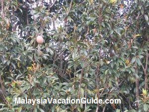 Ciku Trees Warisan Pertanian Putrajaya