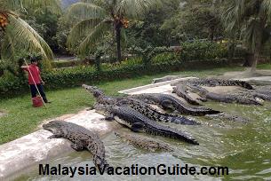 Crocodile Feeding Show