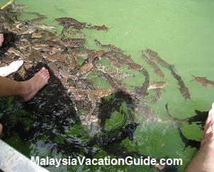 Spa At Dayang Bunting