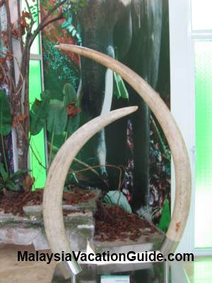 Elephant Tusks