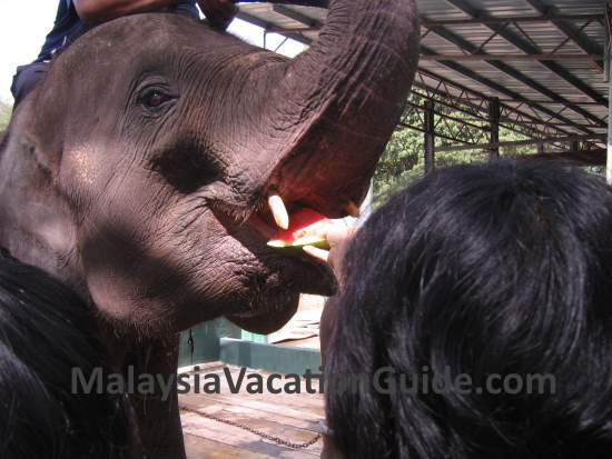 Feeding the elephant with watermelon at Kuala Gandah Elephant Sanctuary