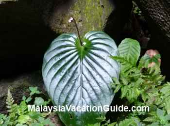 Wild Flora Sarawak Cave