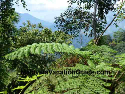 Fauna at Genting Highlands