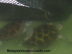 Hawksbill & Green Turtles