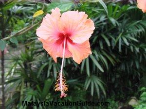 Hibiscus Flower