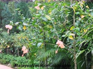 Hibiscus Garden