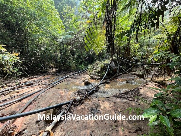 Hike to hunt for Rafflesia