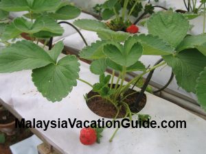 Hydroponic Strawberries