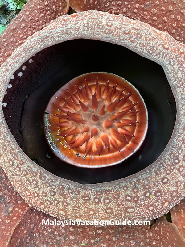 Interior Rafflesia Flower