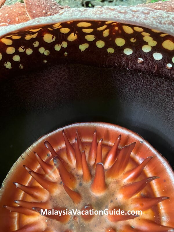 Interior View Lojing Rafflesia Flower