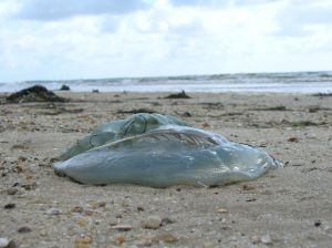 Jellyfish