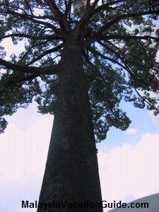 Bukit Nanas Jelutong Tree