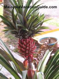 Johor Pineapple