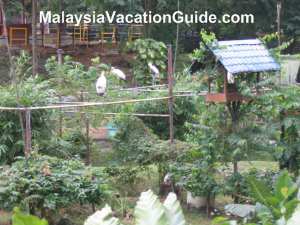 Johor Zoo Animals