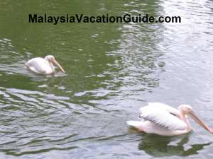 Johor Zoo Pelicans