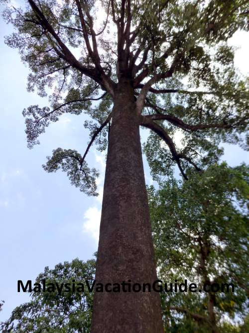 Jelutong Tree