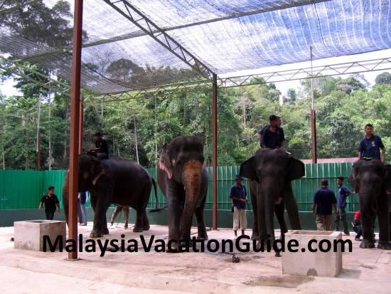 Getting ready the elephants for lunch at Kuala Gandah Elephant Sanctuary