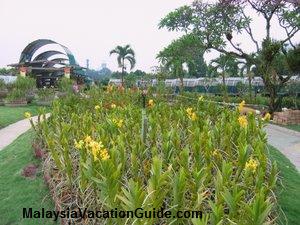 KL Orchid Flowers