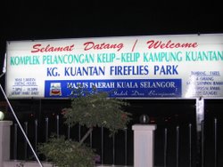 Kg Kuantan Fireflies Park