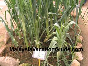 Mardi Cameron Highlands Leeks