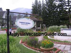 Herbs Garden Mardi Cameron Highlands