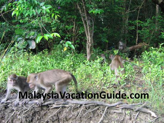 Macaque monkeys at the river bank in Sabah