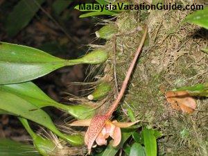 Orchid At Kinabalu National Park