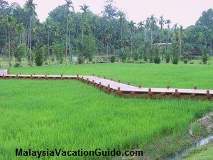 Shah Alam Malaysia  Agriculture Park Paddy Field