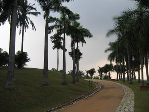 Palm Trees At Tropical Botanical Garden