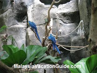 Parrot At Langkawi Underwater World