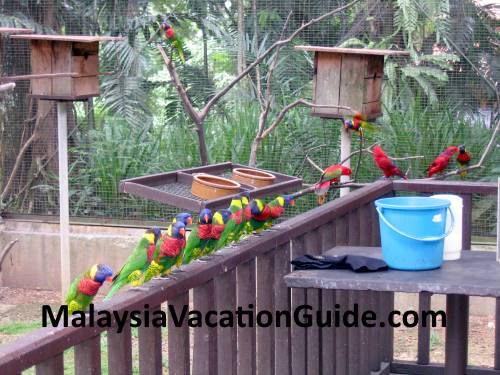 Colourful Birds At Kuala Lumpur Bird Park