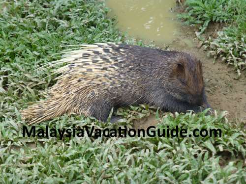 Porcupine at Paya Indah Wetlands