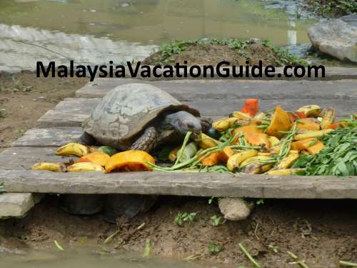 Tortoise eating its lunch