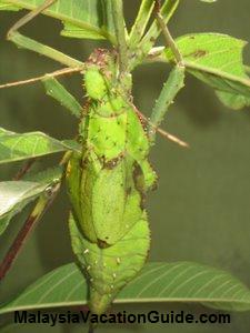 Green Stick Insect