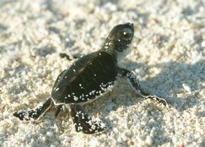 Pulau Perhentian Turtle Hatchling