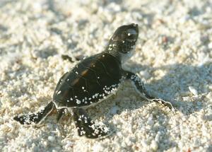 Pulau Perhentian Turtle Hatchling