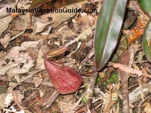 Kinabalu National Park Pitcher Plant