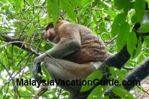 Bako National Park Proboscis Monkey