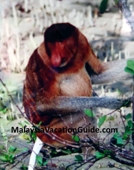 Proboscis Monkey