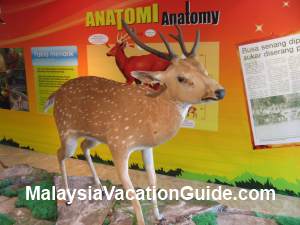 Deer At Natural History Museum Putrajaya