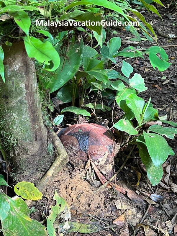 Rafflesia Flower Set To Bloom