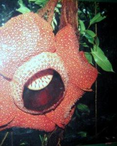 Rafflesia Flower