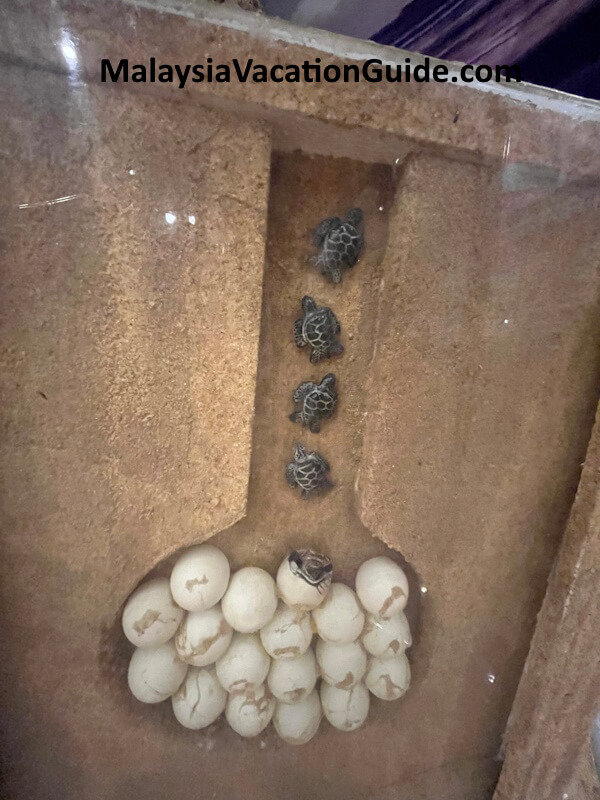 Rantau Abang Sea Turtles Eggs Exhibit
