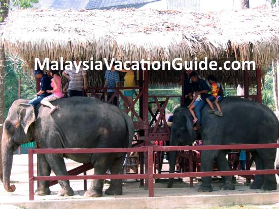 Riding the elephants at Kuala Gandah Elephant Sanctuary