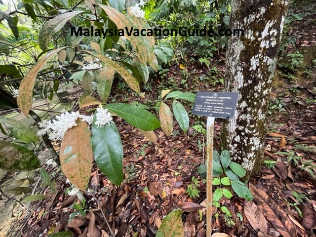 Rimba Ilmu Horsfieldia Superba