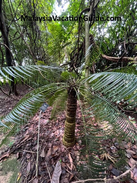 Rimba Ilmu Palm Tree