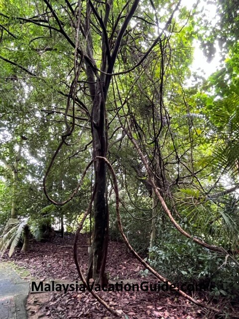 Rimba Ilmu Tree At The Entrance