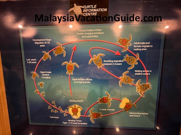 Sea Turtle Life Cycle