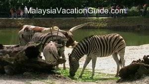 Taiping Zoo Zebra